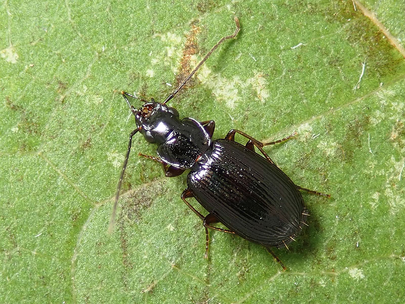 Carabidae da identificare 1: Badister (Baudia) sp.